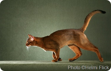 First Abyssinian Cat Zula Zula – Michael Broad